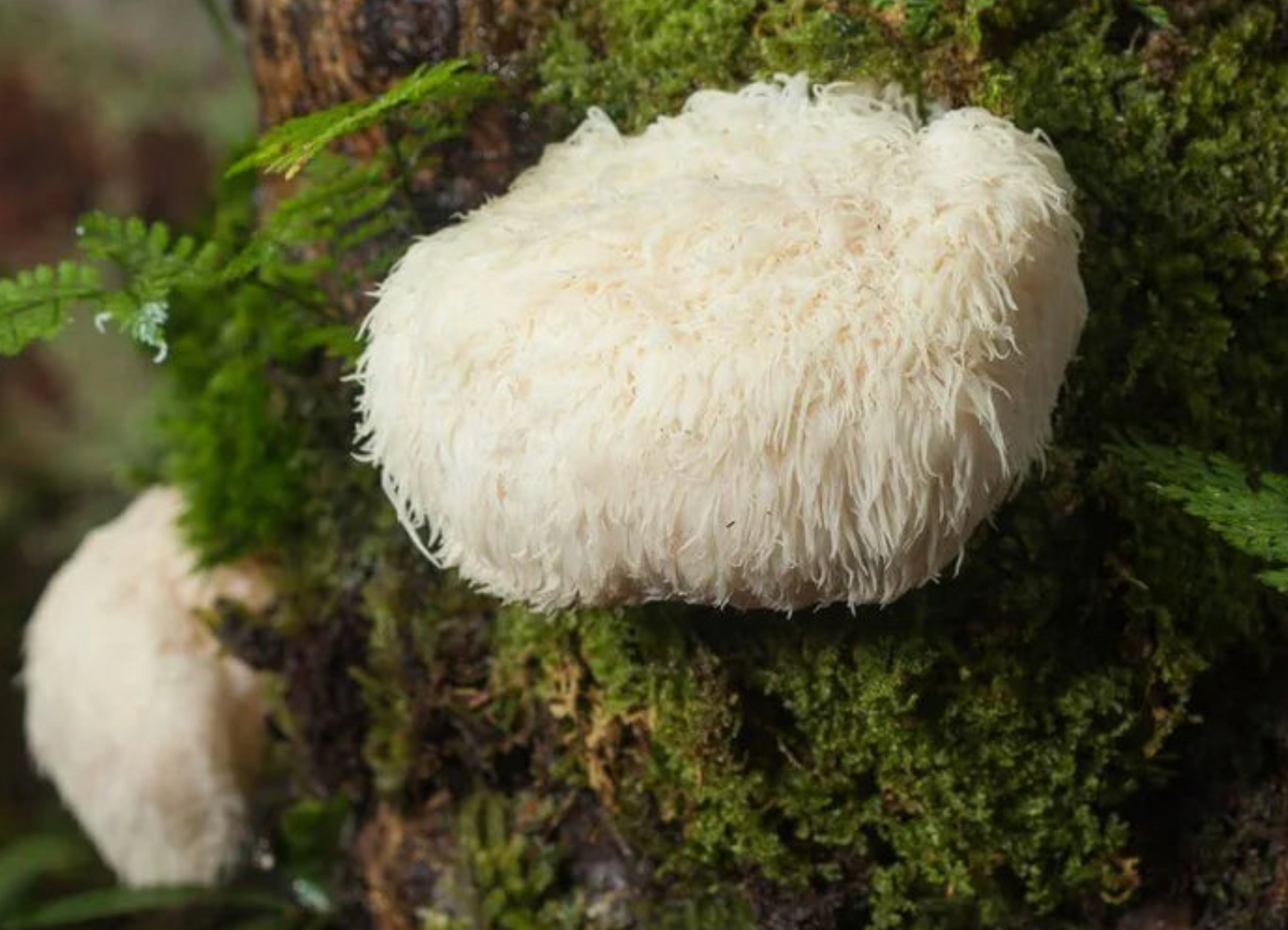 Lions Mane Kapseln
