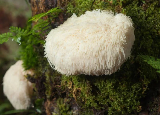 Lions Mane Kapseln