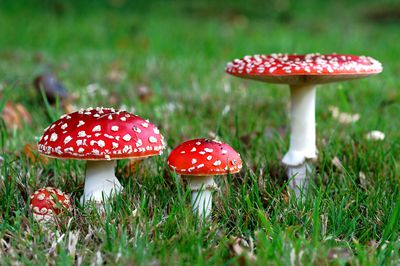 Fly agaric capsules