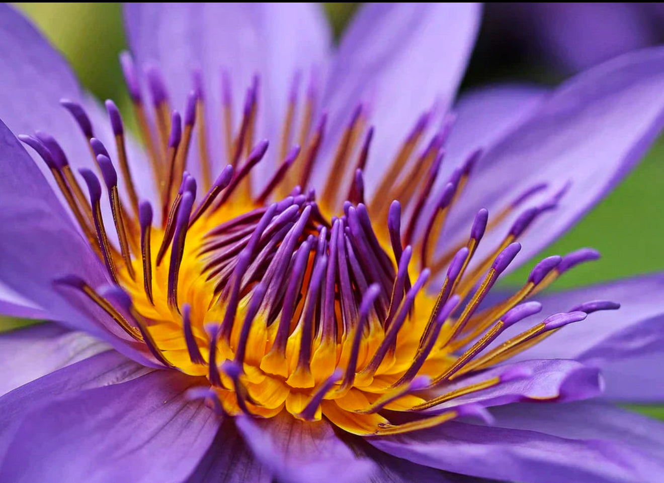 Blauer Lotus (Nymphaea caerulea)