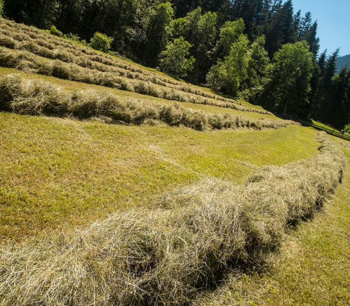 TeeWanne Hanf & Heu + Lavendel