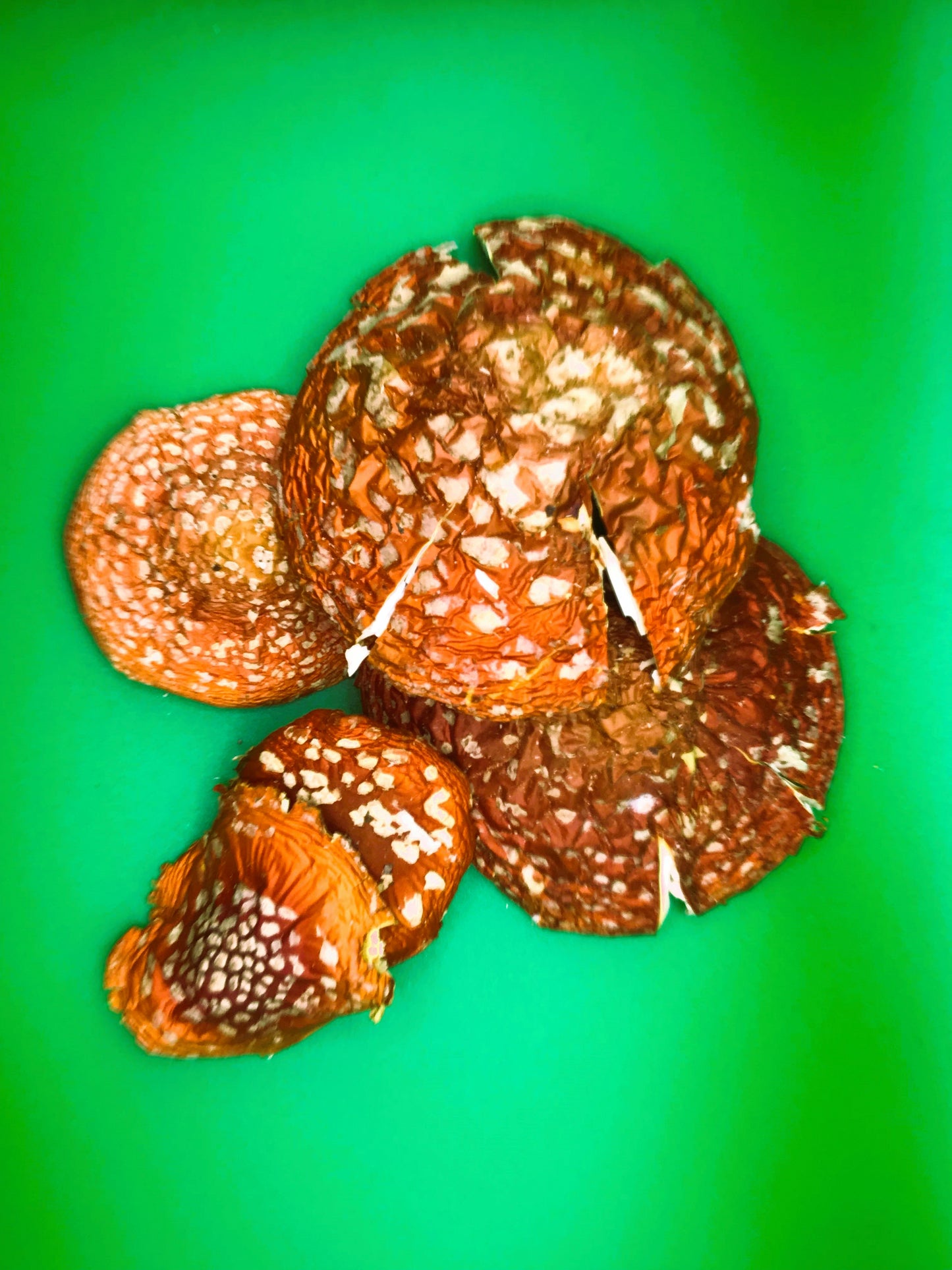Fly agaric (Amanita muscaria)