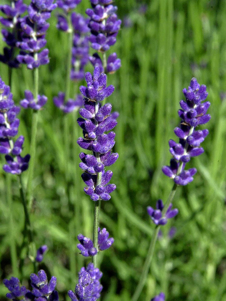 Lavendel-Honig