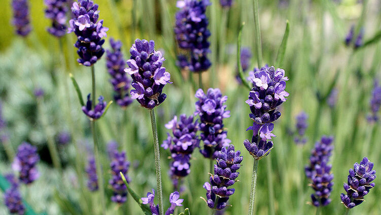 Lavendel-Honig
