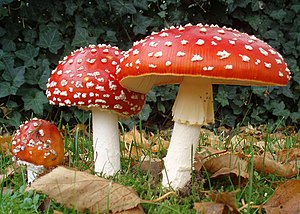 Fly agaric powder (Amanita muscaria)