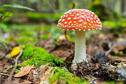 Fly agaric powder (Amanita muscaria)