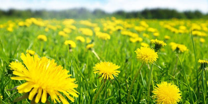 Dandelion honey &amp; nettle salt