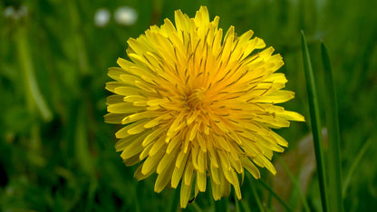 Dandelion honey 2023